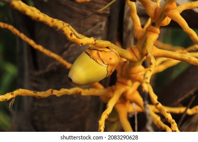 Young Baby Coconut On A Coconut Tree  At Sirsi India