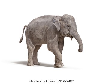 young baby elephant with out tusk isolated on white background with clipping path
