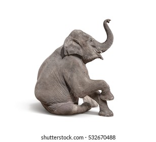 Young Baby Elephant Sit Down To Show Isolated On White Background With Clipping Path
