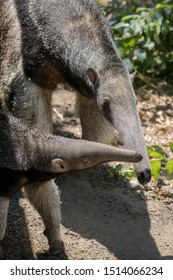 Young Baby Of Giant Anteater With Mom