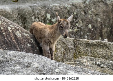 Young Baby Mountain Ibex - Capra Ibex In The Zoo