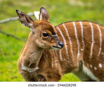 A young baby nyala. Tragelaphus angasii is a spiral-horned antelope native to Southern Africa. It is a species of the family Bovidae and genus Nyala, also considered to be in the genus Tragelaphus.