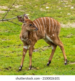 A young baby nyala. Tragelaphus angasii is a spiral-horned antelope native to Southern Africa. It is a species of the family Bovidae and genus Nyala, also considered to be in the genus Tragelaphus.