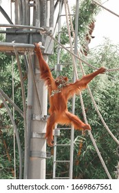 Young Baby Orangutan Swinging In Trees Perth Western Australia WA Captivity Safety Breeding 