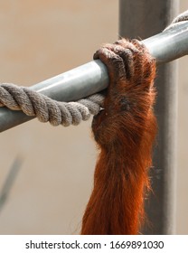 Young Baby Orangutan Swinging In Trees Perth Western Australia WA Captivity Safety Breeding Macro Close Up Hand With Rope