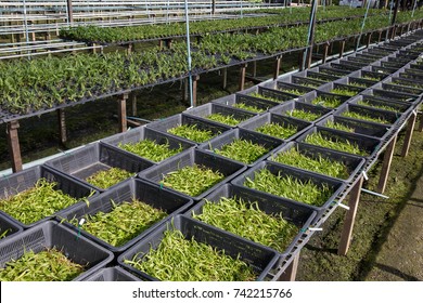 Young baby orchids are waiting for gardener to plant it in solely pot before selling it to the tree market - Shutterstock ID 742215766