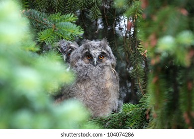 Owl On Pine Tree High Res Stock Images Shutterstock