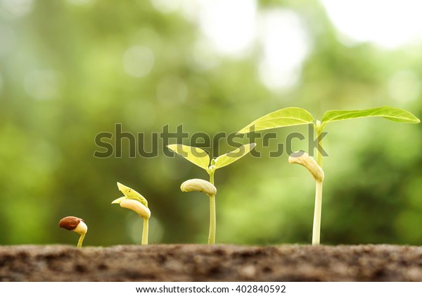 Young Baby Plants Growing Germination Sequence Stock Photo 402840592 ...