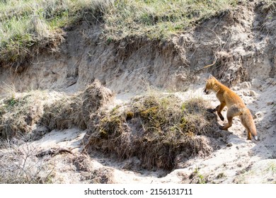 Young Baby Red Fox Playing On The Sand