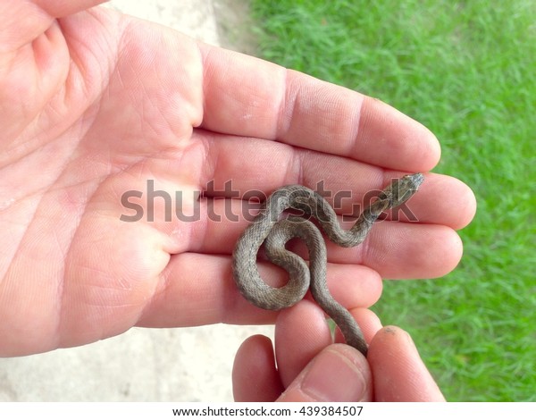 Young Baby Snake Hands On Green Stock Photo Edit Now 439384507,Etiquette Rules Table Manners
