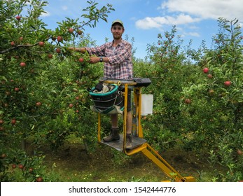 Young Backpacker Man In Baseball Cap And Flannel Shirt Is Picking Ripe Apples To The Bag Standing And Operate With Hydraulic Ladder, Apple Orchard, Seasonal Job, Agriculture Industry New Zealand 