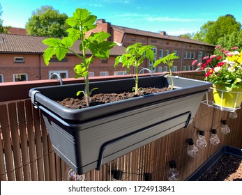 Young Balcony Cherry Tomatoes Plants Growing In A Long Plastic Flower Pot Hanging On A Balcony Fence, Growing Tomatoes In The Balcony Garden