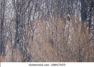 A Young Bald Eagle