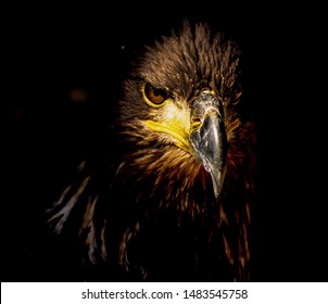 A Young Bald Eagle Before Head Turns White