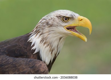 Young Bald Eagle Head With Its Beak Open. 