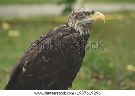 Young bald eagle portrait  American eagle