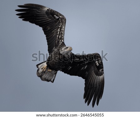 A young bald eagle, wings bent, soars high in the sky.