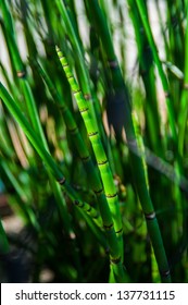 41 Bamboo chutes Images, Stock Photos & Vectors | Shutterstock