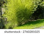 young bamboo hedge separating two properties.

A dense cluster of young bamboo plants grows along a property line, creating a natural green barrier between neighboring spaces. The fast-growing vegetation illustrates how bamboo quickly spreads and forms an effective living fence in garden landscapes.
