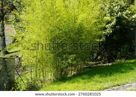 young bamboo hedge separating two properties.

A dense cluster of young bamboo plants grows along a property line, creating a natural green barrier between neighboring spaces. The fast-growing vegetation illustrates how bamboo quickly spreads and forms an effective living fence in garden landscapes.

