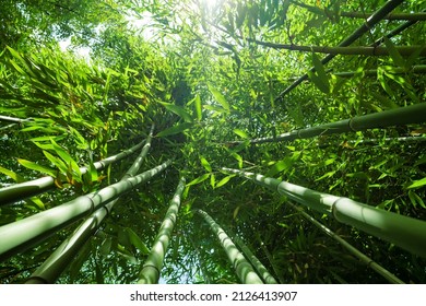 Young Bamboo plants close-up. Green bamboo plants in morning sun light. Bamboo forest natural environment background