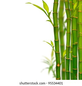 Young Bamboo Sprouts Isolated On White Stock Photo 95534401 | Shutterstock