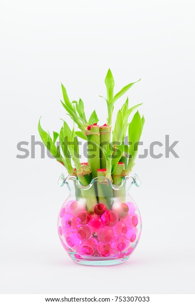 Young Bamboo Trees Glass Vase On Stock Photo Edit Now 753307033