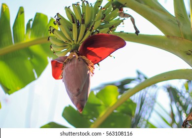 香蕉花图片 库存照片和矢量图 Shutterstock