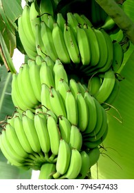 Young Banana Fruit On Tree Image Stock Photo 794547433 | Shutterstock