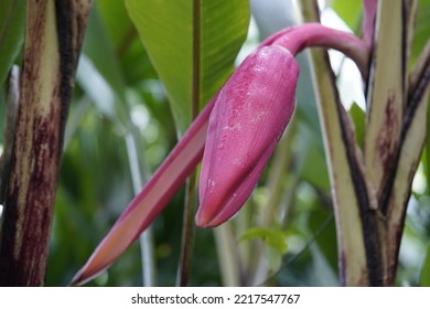 Young Banana Plant Of Red Banana (Musa Acuminate) Musaceae Family. Is A Wired Tape Of Banana, It's A Triploid Cultivar Of The Wild Banana Musa Acuminata, Belonging To The AAA Group. Amazon, Brazil