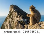 Young Barbery Ape sitting on a rock with the Rock of Gibraltar against the seascape