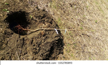 Young Bare Root Tree In A Hole Waiting To Be Planted