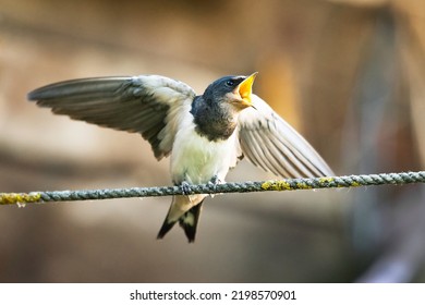 The young barn swallow (Hirundo rustica) sitting in the garden rope and waiting for the food. Open yellow beak, dark brown background. Scene from wild nature. Urban wildlife photography. 
