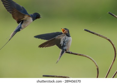 1000 Juvenile Barn Swallow Stock Images Photos Vectors