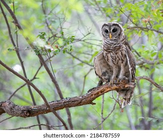 Young Barred Owl In The Woods Texas 