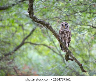 Young Barred Owl In The Woods Texas 