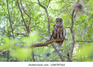 Young Barred Owl In The Woods Texas 