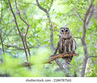 Young Barred Owl In The Woods Texas 