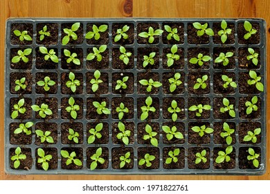 Young basil plants seedlings in germination tray top view. Homegrown organic basil herbs. - Shutterstock ID 1971822761