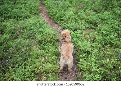 A Young Basset Fauve De Bretagne Dog