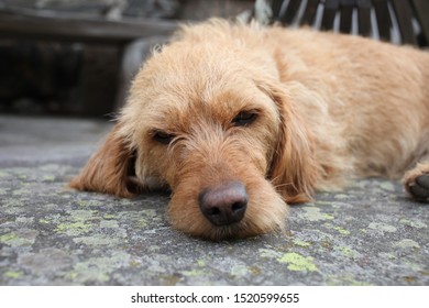 A Young Basset Fauve De Bretagne Dog