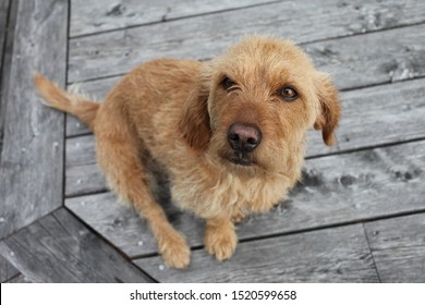 A Young Basset Fauve De Bretagne Dog