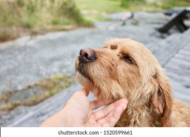 A Young Basset Fauve De Bretagne Dog