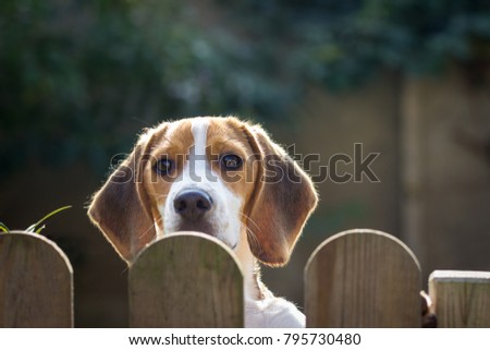 Similar – Image, Stock Photo Over fence Front garden