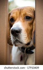 A Young Beagle Dog Gazes Through The Gate With A Sad Look On His Face.  He Has Separation Anxiety.  Shallow Depth Of Field.