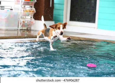 Young beagle dog jumping into the swimming pool