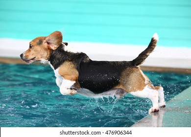 Young Beagle Dog Jumping Into The Swimming Pool