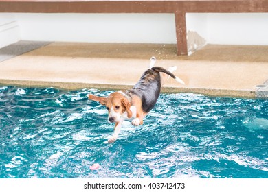 Young Beagle Dog Jumping In To The Swimming Pool