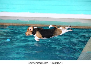 Young Beagle Dog Jumping In To The Swimming Pool