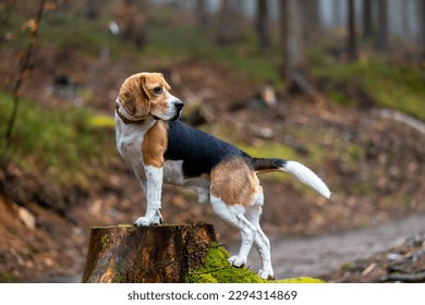 the young beagle dog portrait